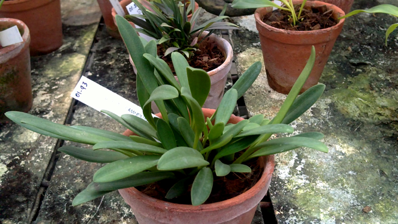 Masdevallia campyloglossa.jpg