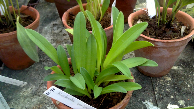 Masdevallia barlaeana.jpg