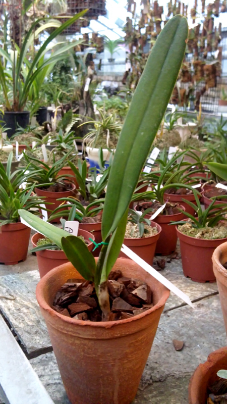 Laelia perrini delicata.jpg