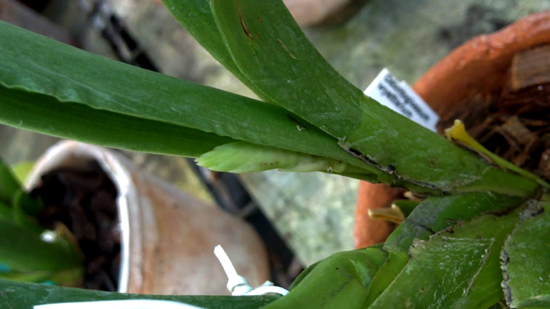 Odontoglossum wyattianum.jpg