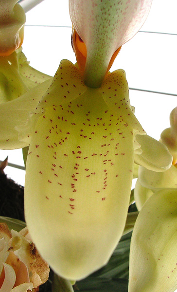 stangopeya 01 EleNZ.jpg