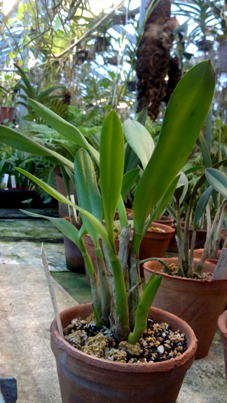 Laelia macrobulbosa.jpg