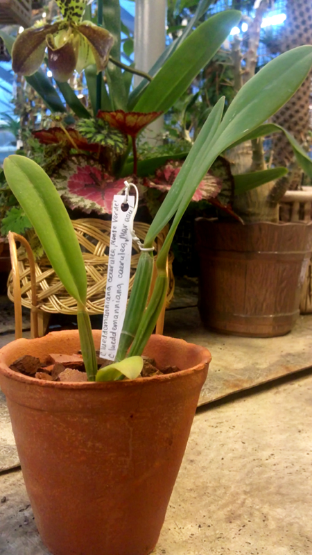 Cattleya lueddemanniana caerulea.jpg