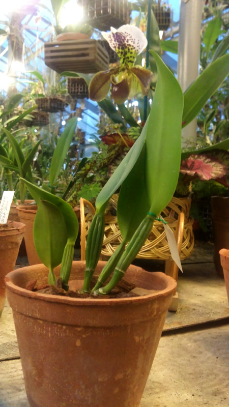 Cattleya lueddemanniana caerulea 2.jpg