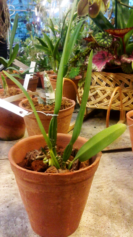 Cattleya lueddemanniana 4.jpg