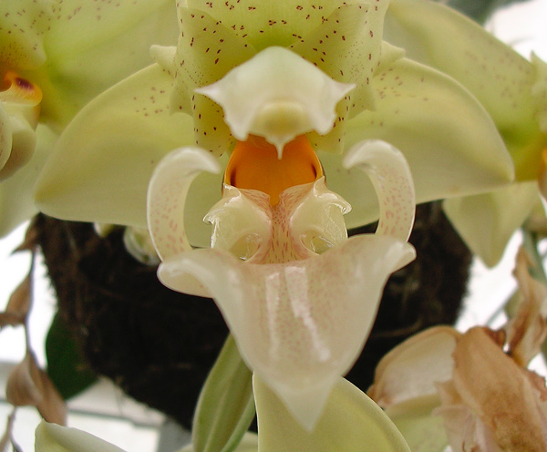 stangopeya 02 EleNZ.jpg