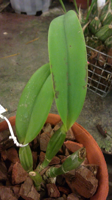 Cattleya lueddemanniana caerulea 5.jpg