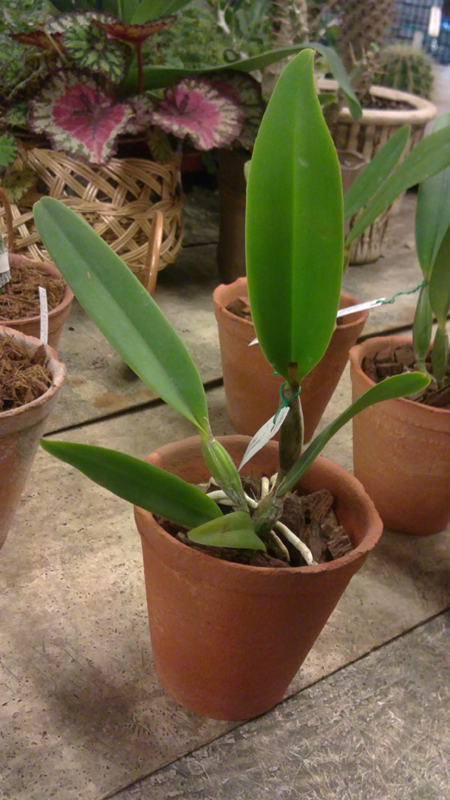 Cattleya lueddemanniana caerulea 6.jpg