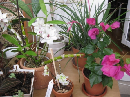 Слон и моська