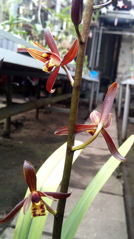Cymbidium sinense 2.jpg