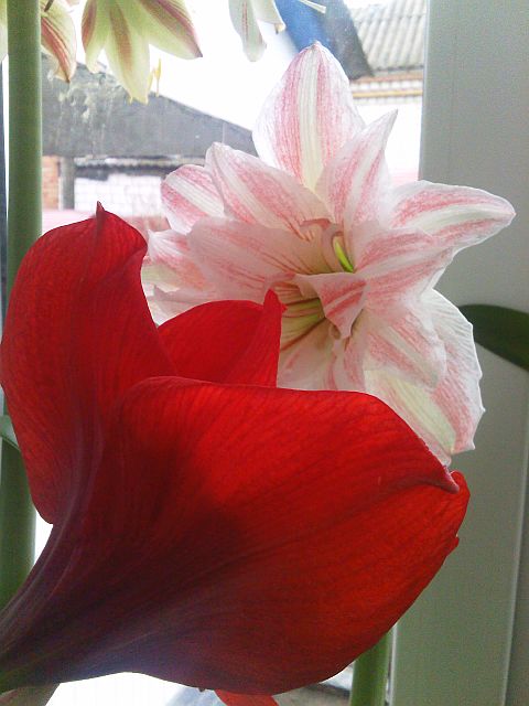 влюбленные)) растут друг к дружке и целуются))