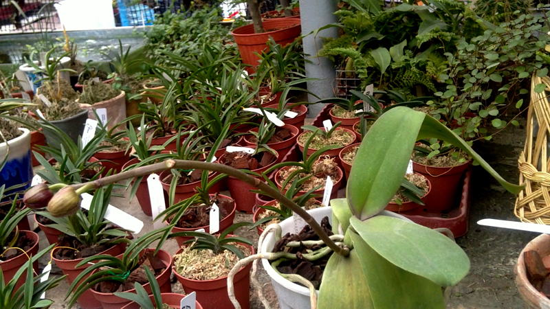 Doritaenopsis Ever Spring Pioneer.jpg