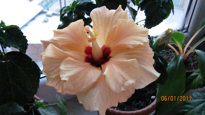 был такой, несколько дней назад