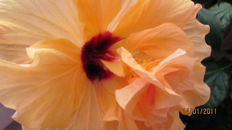 гибиска 012.jpg