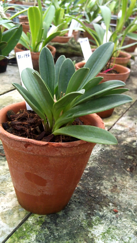 Masdevallia venusta.jpg