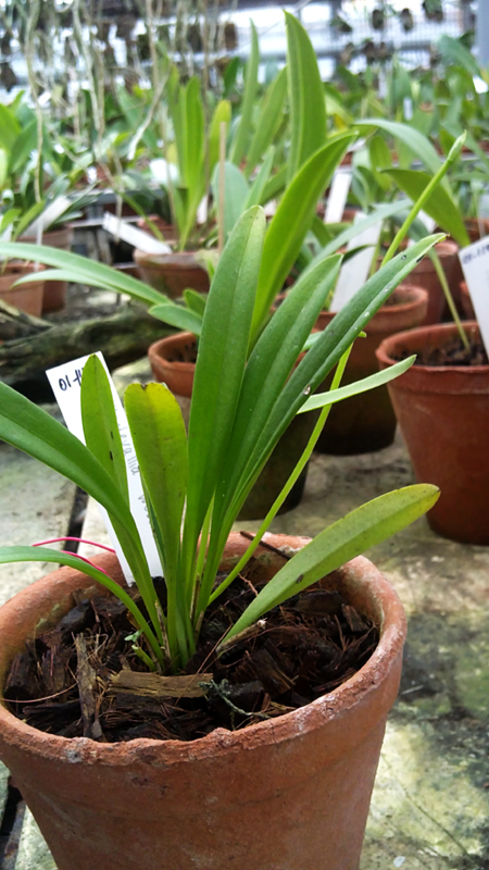 Masdevallia weberbaueri.jpg
