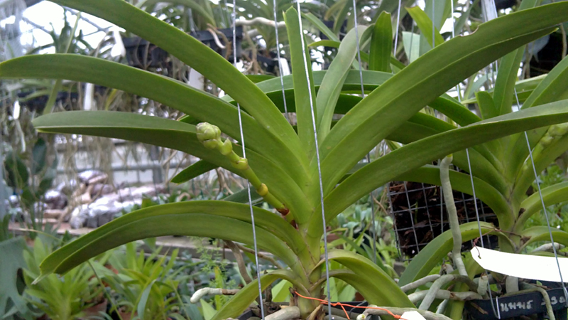 Vascocenda Viboon Velvet.jpg