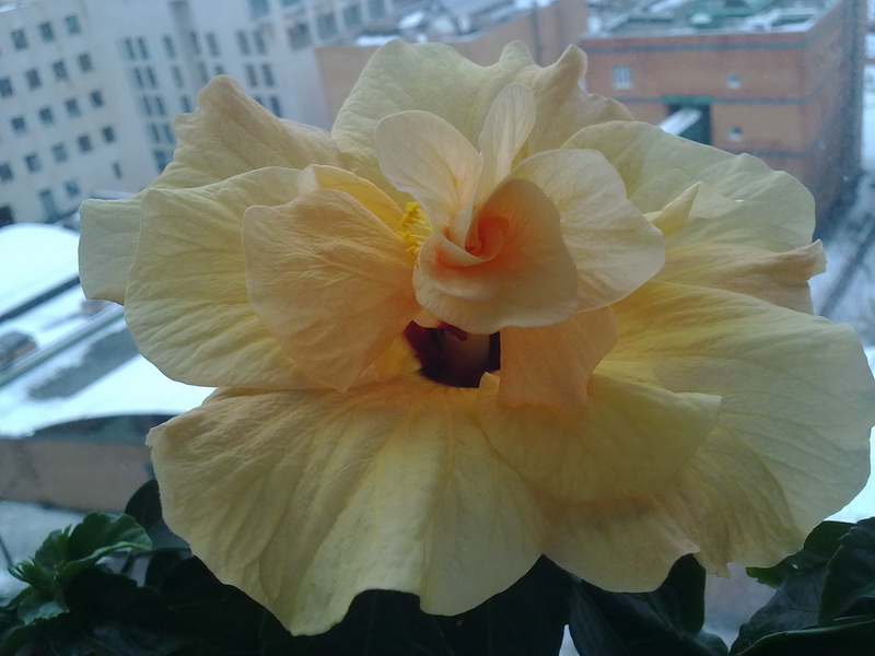 гибиски 009.jpg