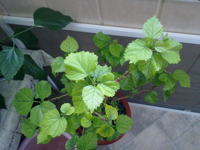 гибиски 015.jpg