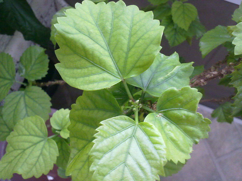 гибиски 016.jpg