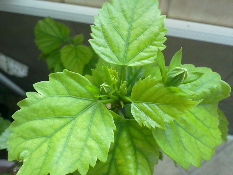 гибиски 017.jpg