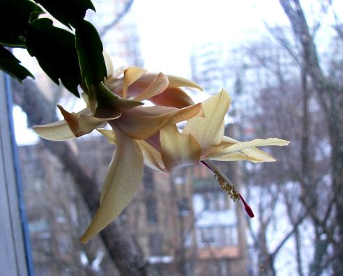 желтая янв ф.JPG