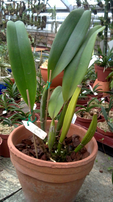 Laeliocattleya Melody Fair Carol.jpg