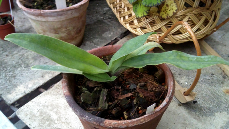 Paphiopedilum charlesworthii x maudiae.jpg