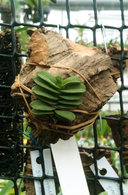 Schoenorchis fragrans 1.jpg