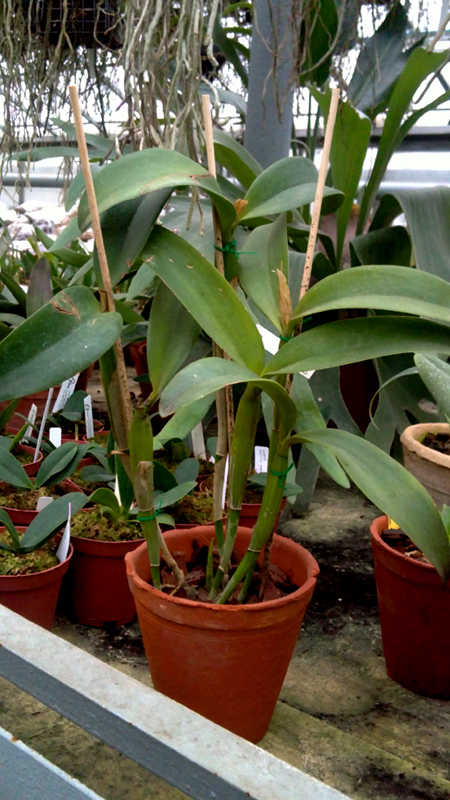 Cattleya Parasytis caerulea.jpg