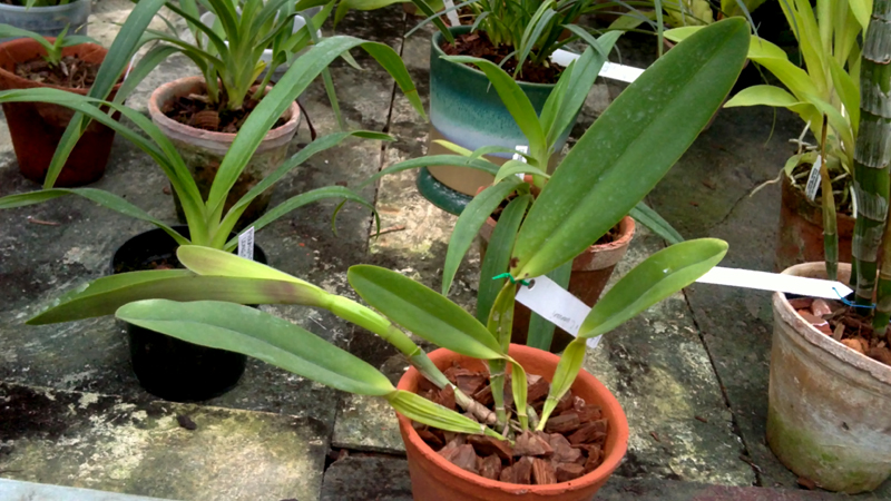 Laelia tenebrosa x Cattleya warneri.jpg