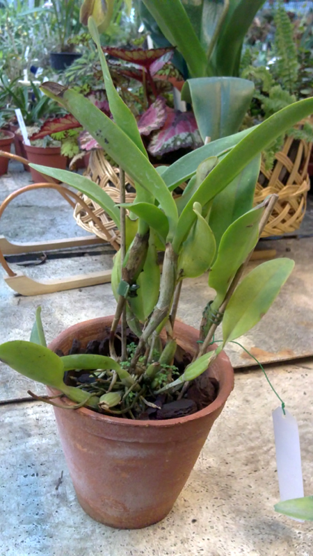 Cattleya skinnery coerulescens.jpg