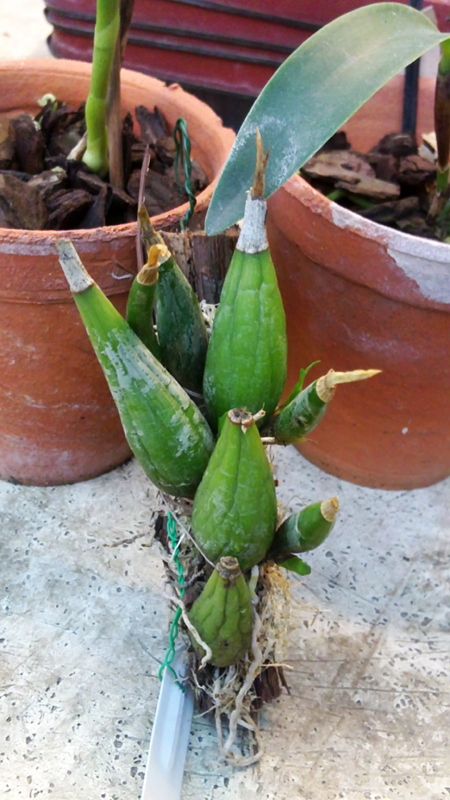 Mexicoa ghiesbreghtiana.jpg