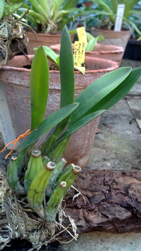 Laelia furfuracea.jpg