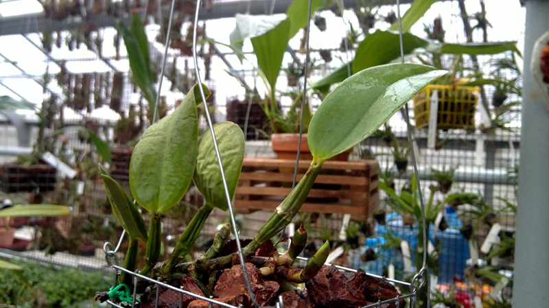 Cattleya walkeriana alba x coerulea.jpg