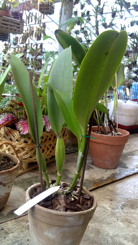 Laelocattleya White Spark.jpg