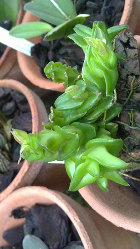 Epidendrum schlechterianum.jpg