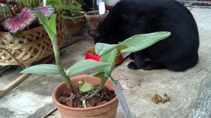 Cattleya loddigesii punctata AWZ.jpg