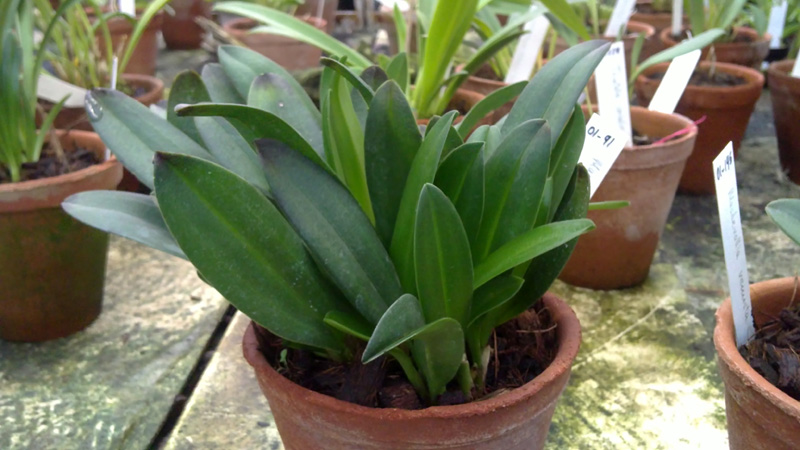 Masdevalia bicolor.jpg