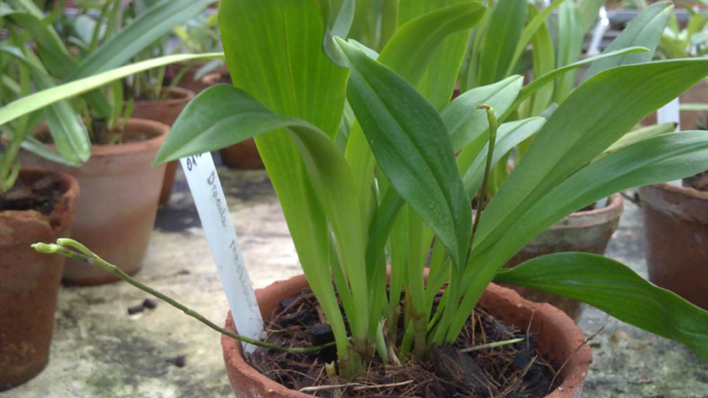 Dracula rezekiana.jpg