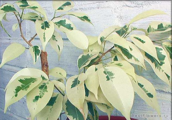 де гантель.jpg