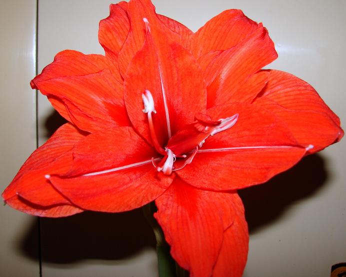 Красный павлин2форум.JPG