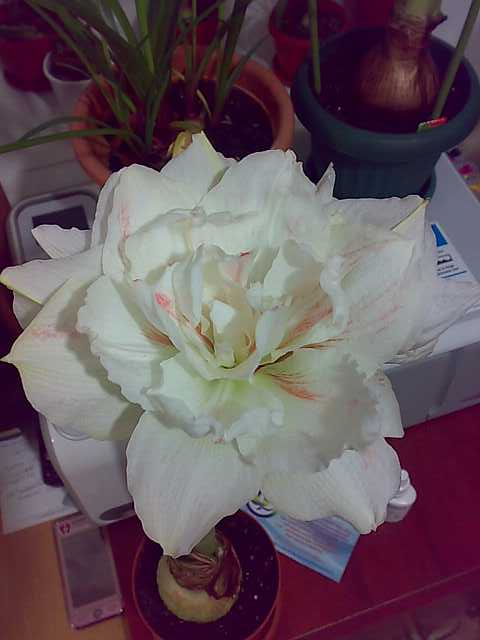 Вот Nymph, правда бледноват.