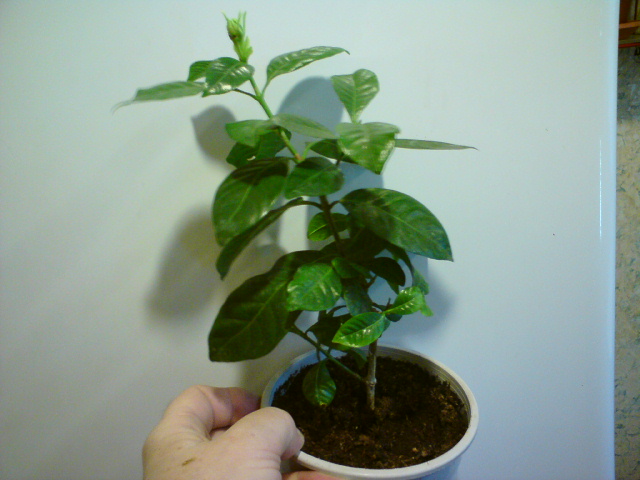 А бутончик все равно растет.