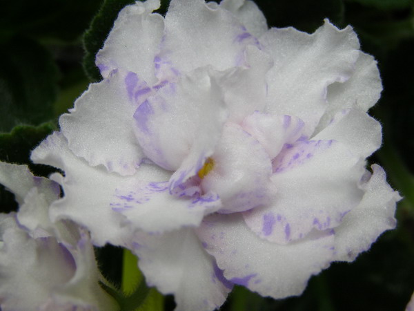 крупный план