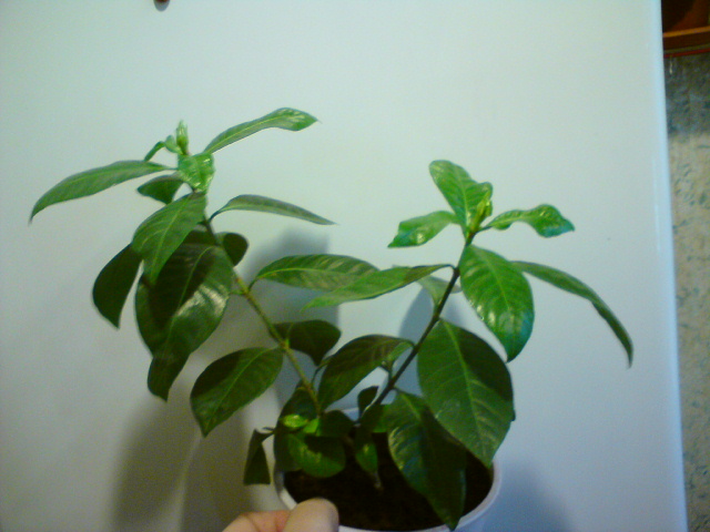 Еще один вазон с бутонами.