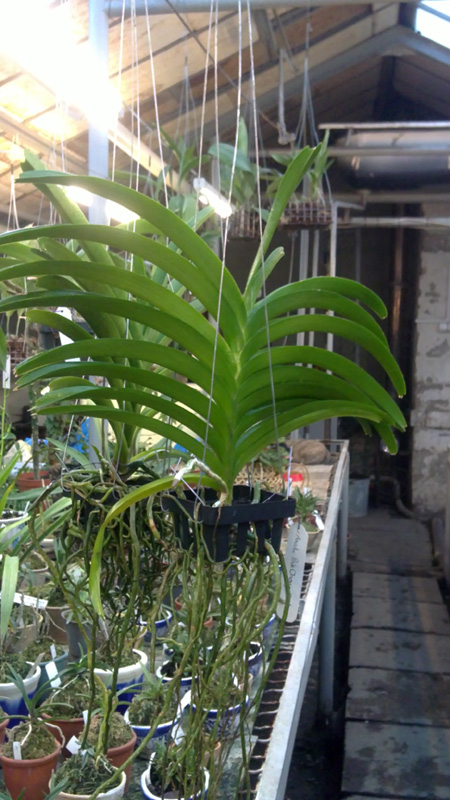 Ascocenda Pak Chong Smile.jpg