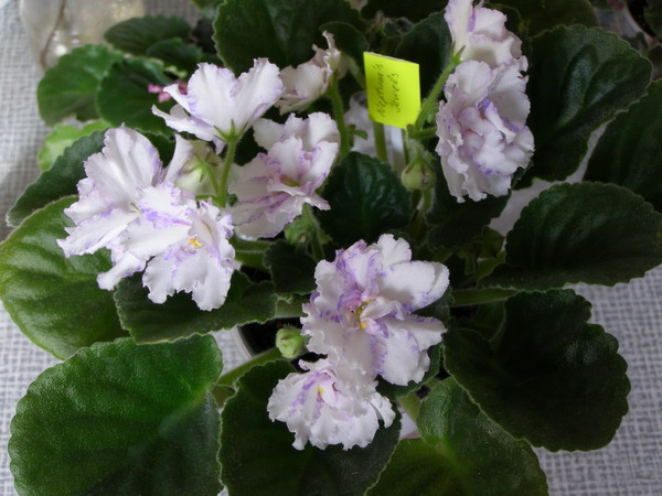 во всей красе