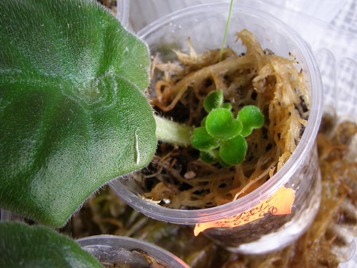 Этот долго не хотел давать корни, болтался в воде. Высажен в грунт 13.09.06 уже с крошечными детками.