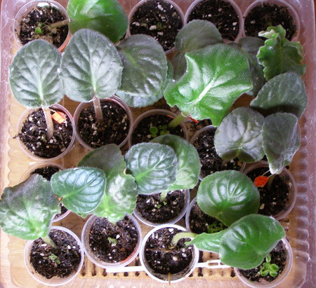 А вот эта вся компания высажена в субстрат 30.08.06, с корнями, но без деток.